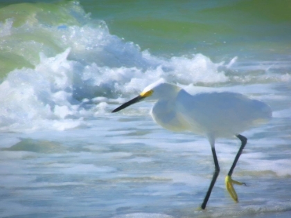 Picture of EGRET BY THE SHORE