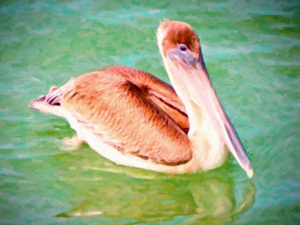Picture of FLOATING PELICAN