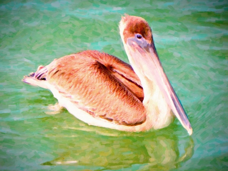 Picture of FLOATING PELICAN