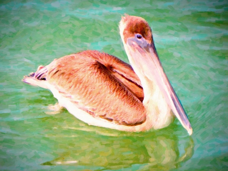 Picture of FLOATING PELICAN