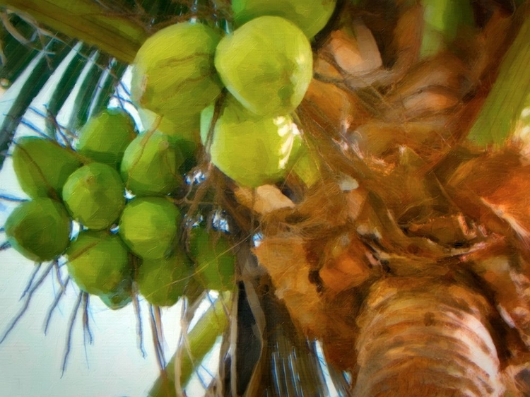 Picture of COCONUTS