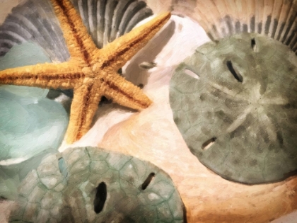 Picture of SAND DOLLARS AND STARFISH