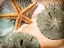 Picture of SAND DOLLARS AND STARFISH
