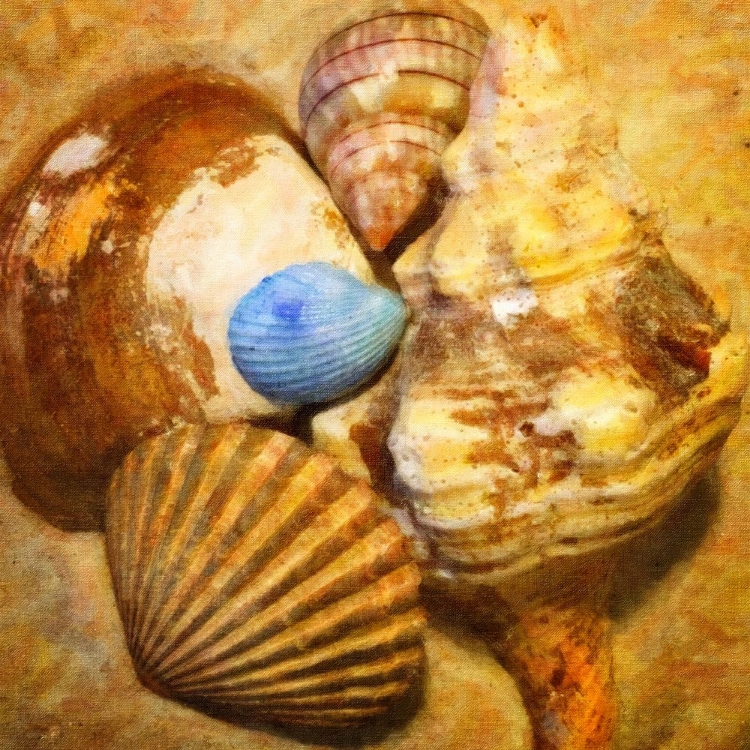 Picture of BABY BLUE COCKLE
