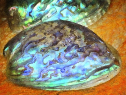 Picture of ABALONE SHELLS