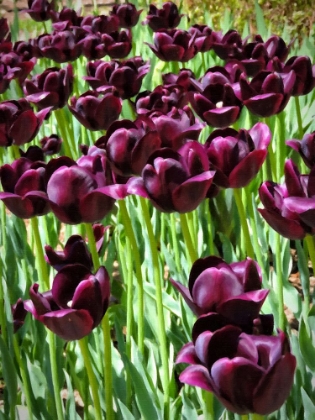 Picture of AUBERGINE TULIPS