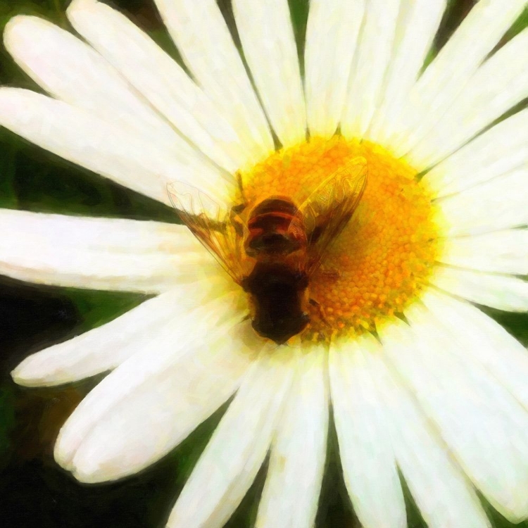 Picture of BEE HAPPY