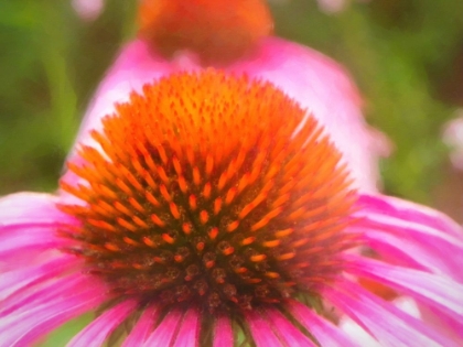 Picture of CONEFLOWER