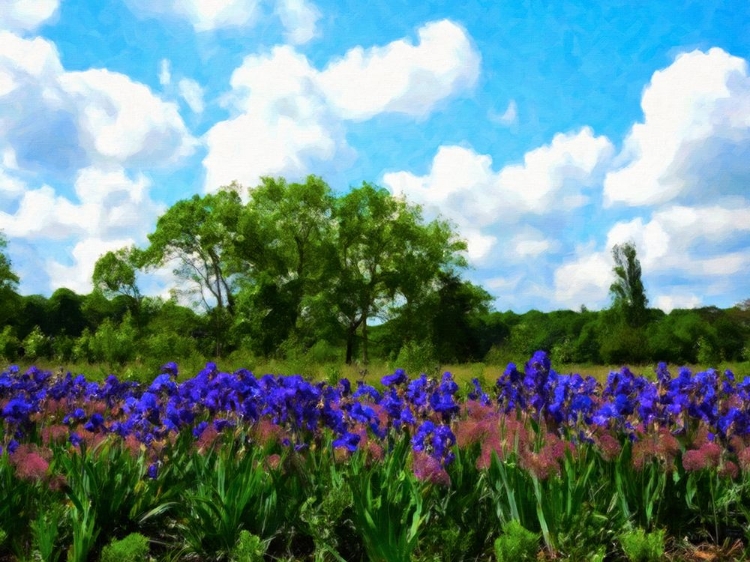 Picture of IRISES OF LOIRE VALLEY