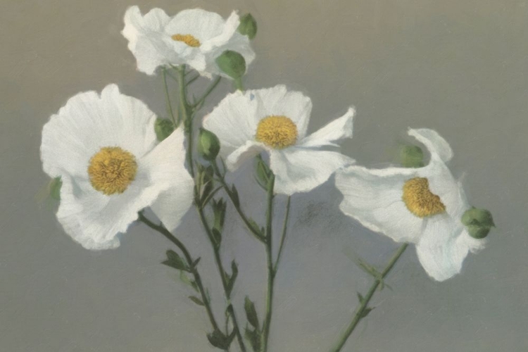 Picture of MATILIJA POPPIES