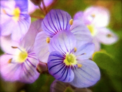 Picture of PURPLE VIOLETS