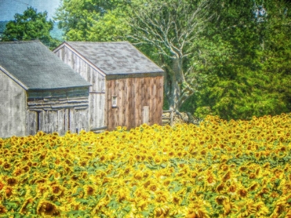 Picture of SUNFLOWER FIELD AND BARNS