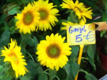 Picture of SUNFLOWERS FOR SALE