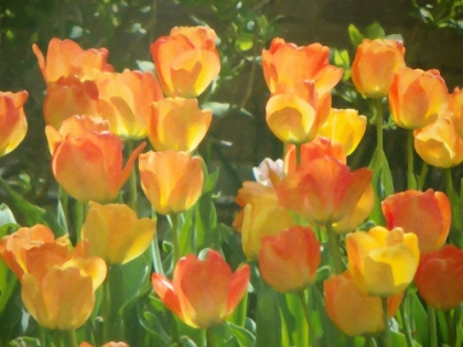 Picture of TULIPS IN SPRINGTIME