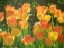 Picture of TULIPS IN SPRINGTIME