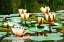 Picture of WATER LILIES A LA MONET