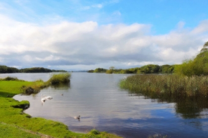 Picture of SWANS ON LOUGH LEANE