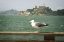 Picture of VIEW OF ALCATRAZ