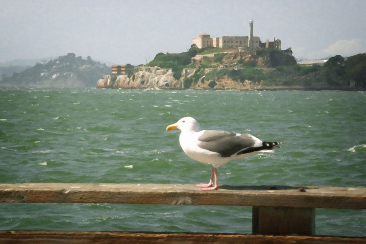 Picture of VIEW OF ALCATRAZ