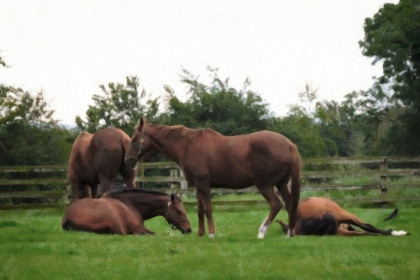 Picture of HORSES IN PASTURE