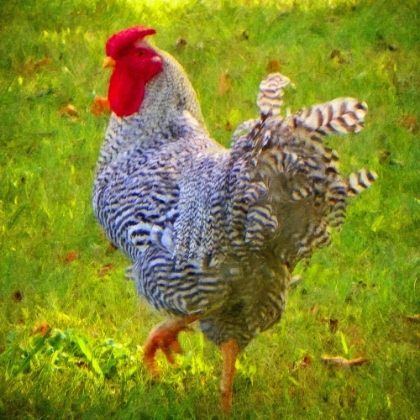 Picture of PLYMOUTH ROCK ROOSTER