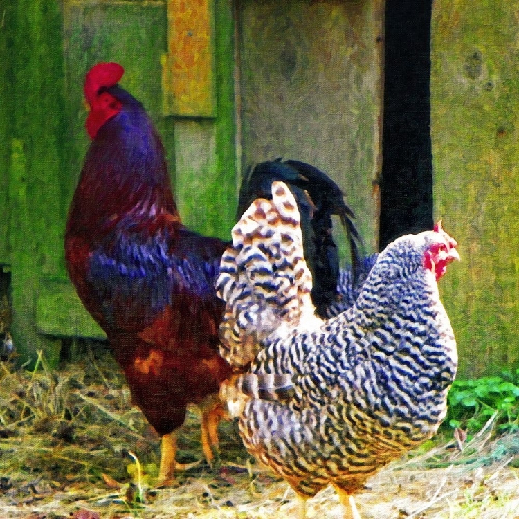 Picture of ROOSTERS