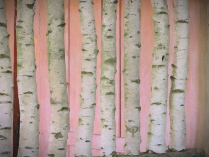 Picture of BIRCH LOGS ON PINK