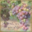 Picture of VARIETALS ARE THE SPICE OF LIFE