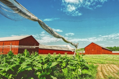 Picture of CT ICONIC TOBACCO BARNS