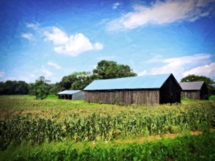 Picture of CT RIVER BARNS IN FIELD