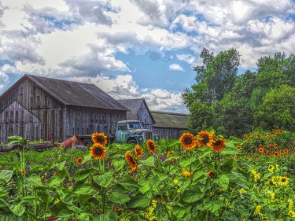Picture of BARNS N BLOOM