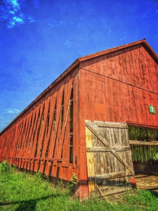 Picture of DRYING TOBACCO