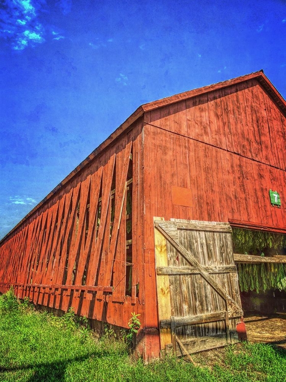 Picture of DRYING TOBACCO