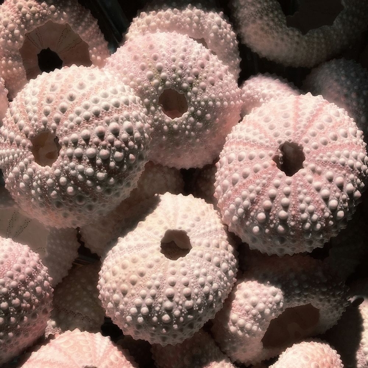 Picture of ANGELLIC PINK SEA URCHINS