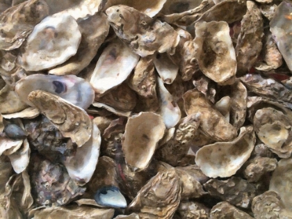 Picture of OYSTER SHELLS PAINTED