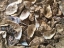 Picture of OYSTER SHELLS PAINTED