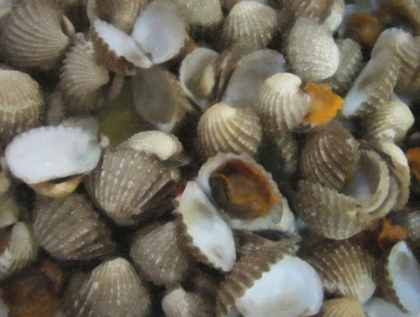 Picture of COCKLE SHELLS
