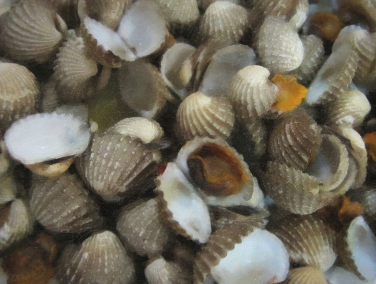 Picture of COCKLE SHELLS