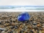 Picture of SEAGLASS JACKPOT