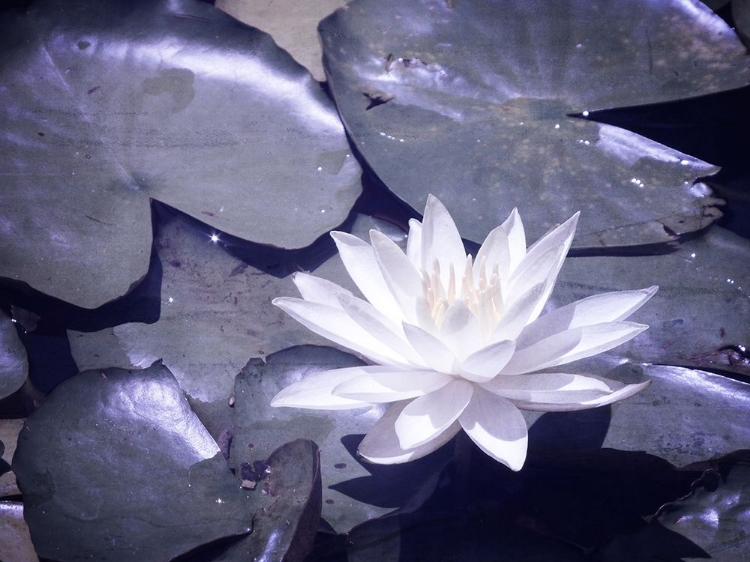 Picture of METALLIC LILY PADS