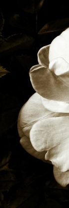 Picture of SEPIA ROSE TRIPTYCH