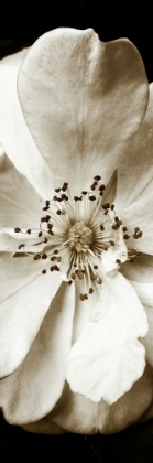 Picture of SEPIA ROSE TRIPTYCH