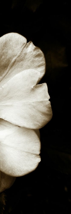 Picture of SEPIA ROSE TRIPTYCH