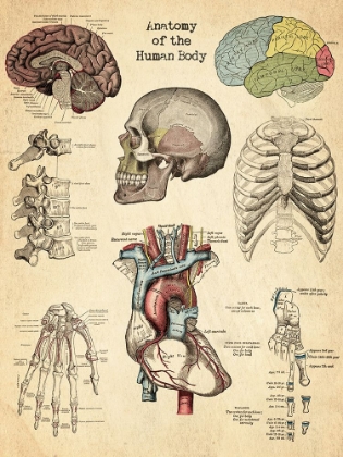 Picture of ANATOMY OF HUMAN BODY