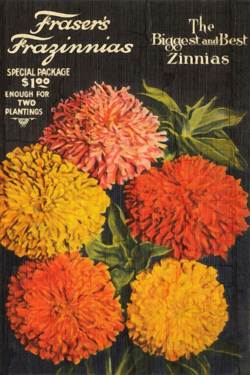 Picture of BIGGEST AND BEST ZINNIAS