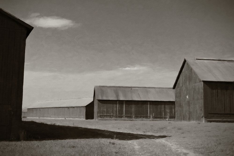 Picture of WINDSOR TOBACCO BARNS BANDW