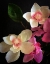 Picture of ORCHIDS PAINTED ON BLACK
