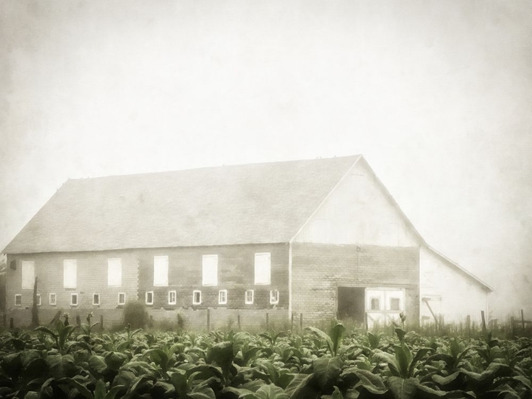 Picture of BARN IN MORNING MIST