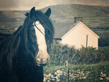 Picture of HORSE AT RING FORT