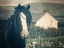 Picture of HORSE AT RING FORT